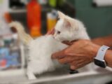 A person holding a small white kitten in their hands
