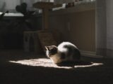 short-furred white and black cat on brown textile