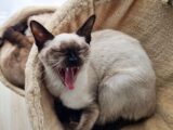 Siamese cat yawning on a cozy blanket indoors, showcasing relaxation and comfort.