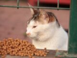 a cat sitting in front of a pile of food