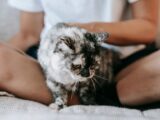Crop anonymous female owner in casual clothes sitting on sofa with crossed legs and caressing obedient cat in daylight