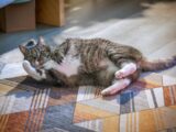 A cat laying on the floor playing with a stuffed animal