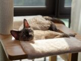 A Devon Rex cat lounging comfortably on a sunlit cat tree indoors.