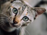 shallow focus photography of gray kitten