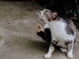 short-fur white and gray tabby cat