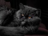 gray Himalayan cat on red fabric