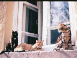 Three cats bask in sunlight on a windowsill.