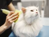 Close-up of a white Turkish Angora cat being groomed in a pet salon with professional care.