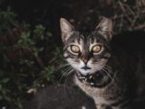 A curious tabby cat with striking yellow eyes and prominent whiskers, captured outdoors in Istanbul, Turkey.