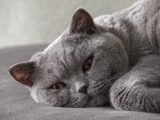 a gray cat laying on top of a bed
