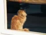 Fluffy orange cat looking out a window