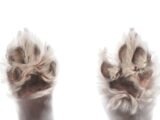 white and brown fur textile