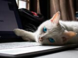 white cat lying on macbook pro
