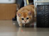 Adorable ginger cat curiously playing with a laser dot indoors beside a wheel.