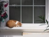 orange and white tabby cat sleeping beside window