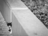 A cute kitten curiously peeks out from behind a concrete block in black and white setting.