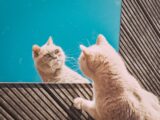 orange tabby cat lying on black and white striped textile