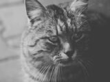 Black and white portrait of a gray tabby cat, captured indoors in Poland.