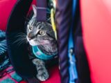 Adorable tabby cat looking out from a backpack, ready for an outdoor adventure.