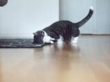 a black and white cat playing with a rug on the floor