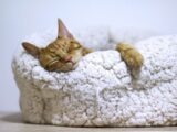 orange tabby cat sleeping on white pet bed