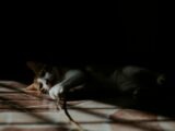 A tabby cat playfully lying on a sunlit tiled floor, casting soft shadows.