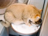 A fluffy golden cat eating from a metal bowl.