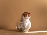 A fluffy white and orange cat sits in a fishbowl with cash, against a beige background in a conceptual art style.