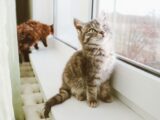 Adorable tabby kitten sitting on a windowsill, gazing out, with another cat in the background.