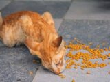 Różnice między weterynaryjnymi karmami dietetycznymi: Jak wybrać najlepszą dietę dla kota z PNN, cukrzycą czy alergiami pokarmowymi?
