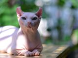 A Sphynx cat enjoying the natural sunlight outdoors, showcasing its unique hairless appearance.