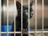 shallow focus photography of black kitten