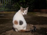 short-fur white and brown cat close-up photography
