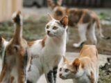 A group of domestic cats with different fur patterns explores an outdoor setting, showcasing their natural behaviors.