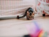 A curious Bengal cat crouches playfully on a wooden floor indoors, focused on a colorful toy.