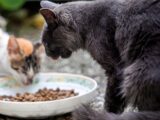 cats eat foods
