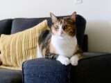 Adorable calico cat relaxing on a sofa indoors with a yellow pillow, peaceful ambiance.