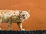 orange tabby cat walking on concrete wall