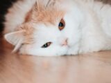 Close-up of a fluffy domestic cat lying down on a wooden floor, looking relaxed and comfortable.