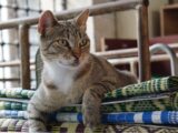 Close-up of a tabby cat lounging on vibrant mats in Üsküdar, Istanbul.