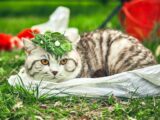A cute cat with leaf hat resting on grass in a park on a sunny day, showcasing natural charm.