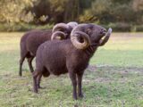 Two powerful black rams with curved horns grazing in a sunny field, showcasing nature's strength.