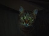 A close-up portrait of a tabby cat with intense green eyes in a shadowy setting.