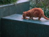 A ginger tabby cat eating kibble on a stone surface in an outdoor setting.