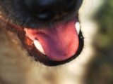 Detailed close-up of a dog's open mouth showing its tongue and teeth in a natural setting.