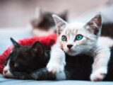 selective focus photography brown cat lying over black cat