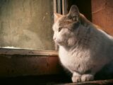 A tranquil cat gazes thoughtfully out a window, bathed in warm sunlight.