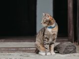 A cute tabby cat wearing a blue collar sitting outdoors near a doorway.