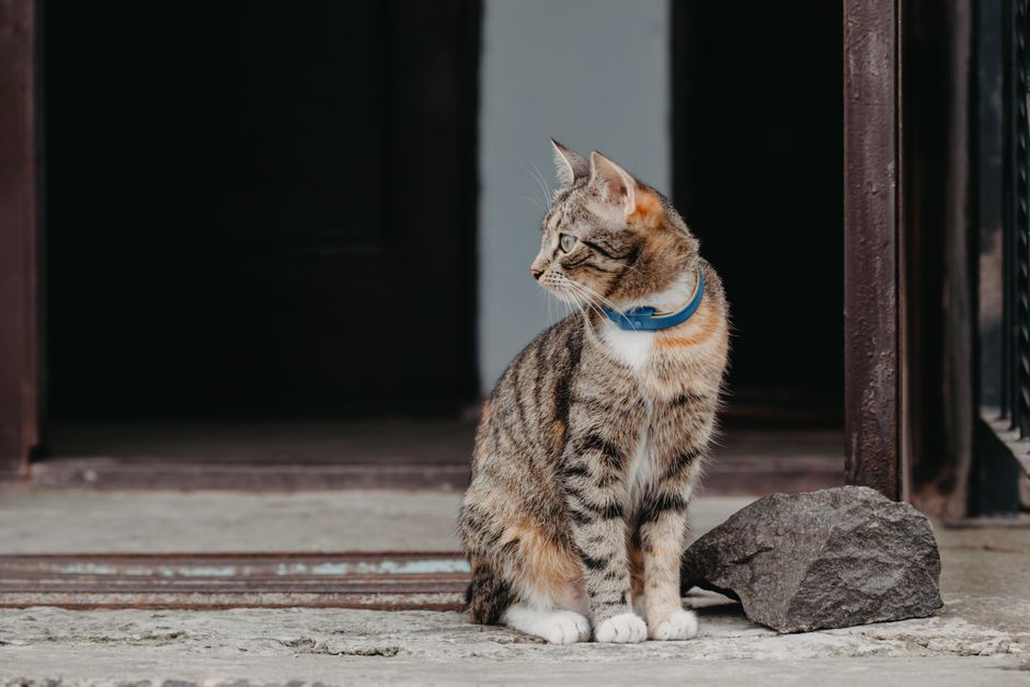 Mikroczip czy tatuaż dla kota? GPS w obroży – Koty Blog