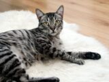 A cute grey tabby cat lying on a fluffy white rug indoors.